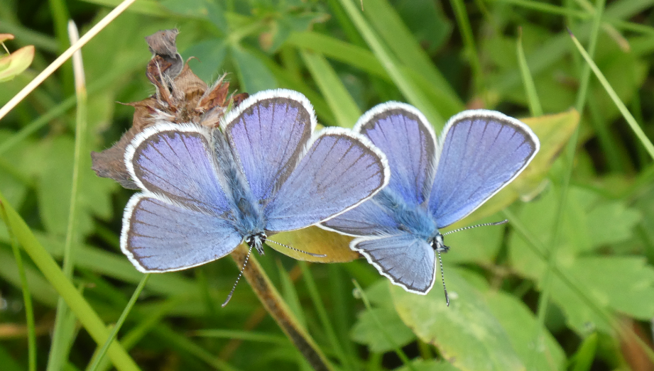 Naturschutz in der Filz in Wörgl